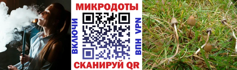 Псилоцибиновые грибы Psilocybe  Ачинск 
